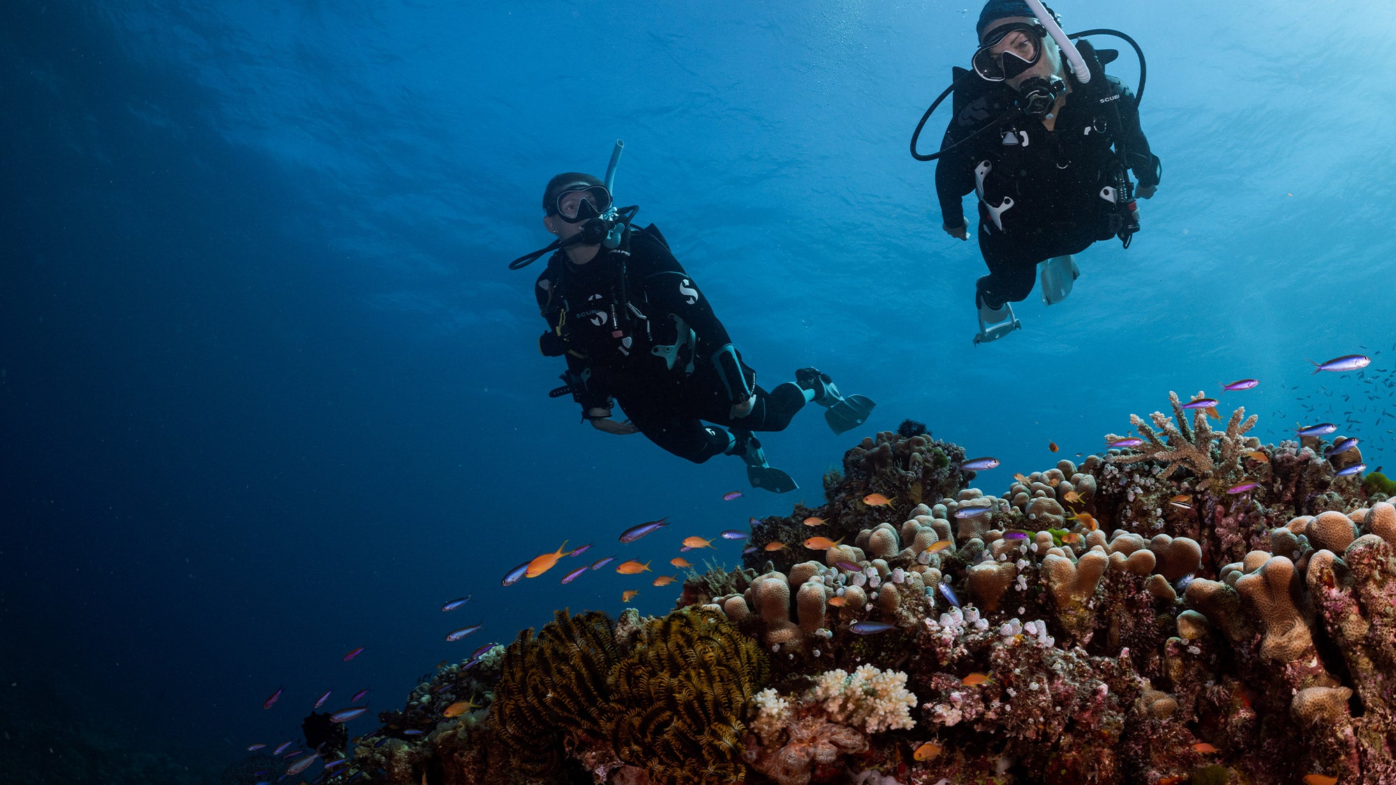 Fun Dive — Guided Reef Dive (Certified Divers)